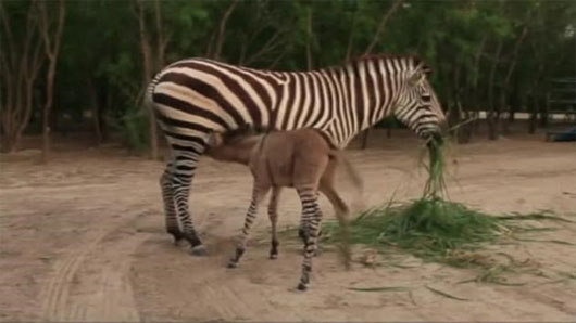 Picture 3 of Strange creatures are crossed from zebras and donkeys