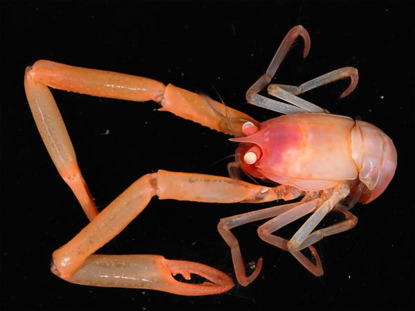 Picture 2 of Strange creatures at the
