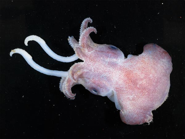 Picture 4 of Strange creatures at the