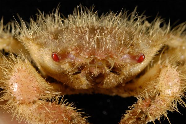Picture 5 of Strange creatures at the