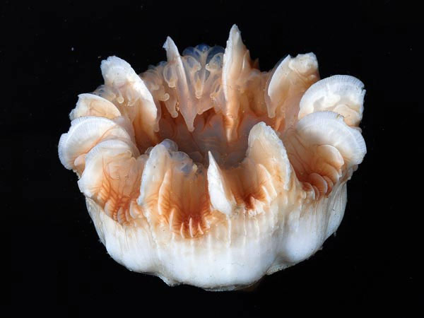 Picture 6 of Strange creatures at the