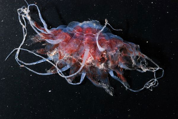Picture 7 of Strange creatures at the