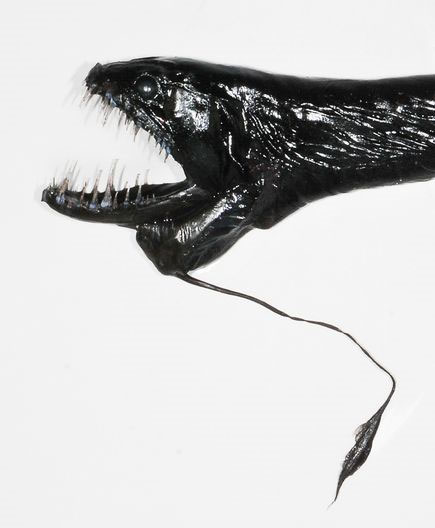 Picture 8 of Strange creatures at the