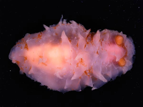 Picture 9 of Strange creatures at the