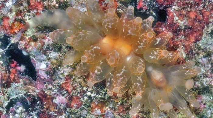 'Strange' creatures discovered in 2019 images 3
