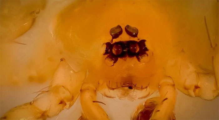 'Strange' creatures discovered in 2019 images 4