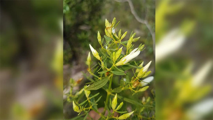 'Strange' creatures discovered in 2019 images 5