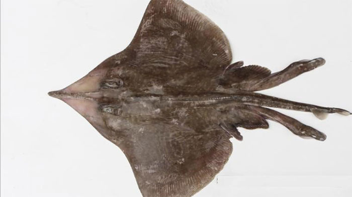 'Strange' creatures discovered in 2019 images 6