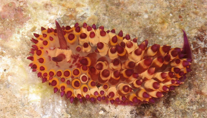 'Strange' creatures discovered in 2019 images 7