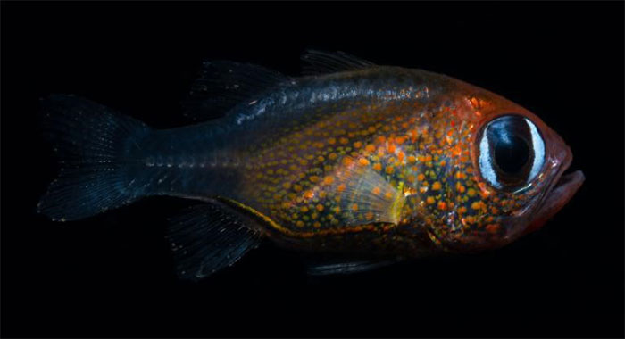 'Strange' creatures discovered in 2019 images 8