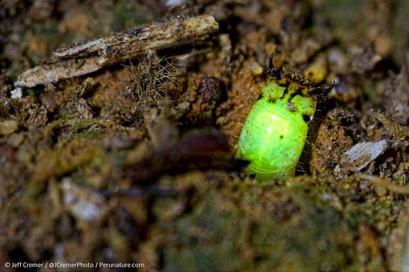 Picture 1 of Strange creatures glow themselves to catch prey
