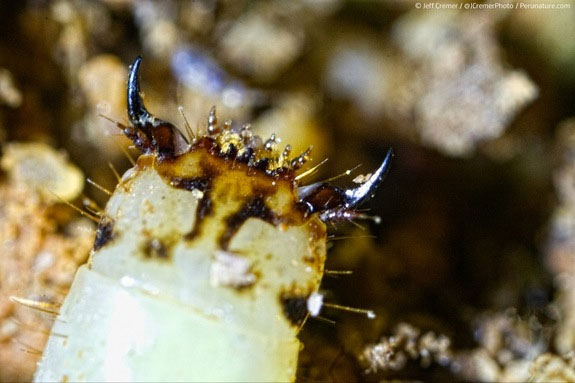 Picture 2 of Strange creatures glow themselves to catch prey