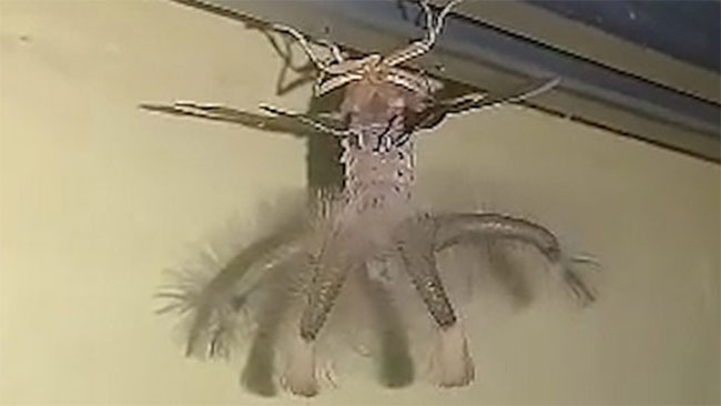 Picture 1 of Strange creatures like aliens crawling on the ceiling, terrifying people