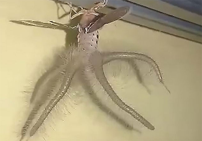 Picture 2 of Strange creatures like aliens crawling on the ceiling, terrifying people