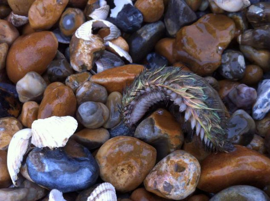 Picture 1 of Strange creatures on the ocean floor