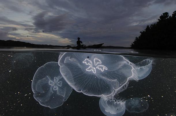 Picture 5 of Strange creatures under the seabed of Indonesia