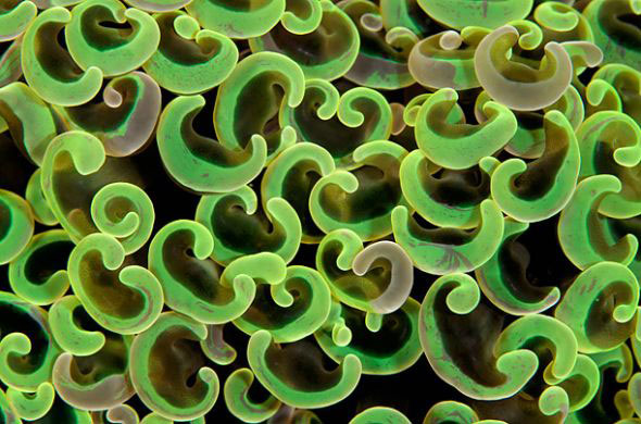 Picture 8 of Strange creatures under the seabed of Indonesia