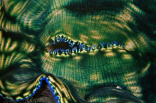 Picture 9 of Strange creatures under the seabed of Indonesia