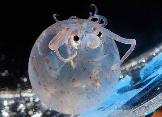 Picture 1 of Strange, cute sea creatures