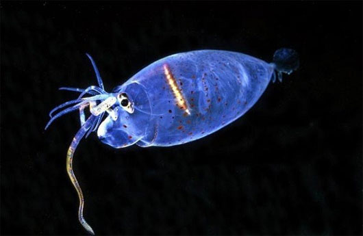 Picture 2 of Strange, cute sea creatures