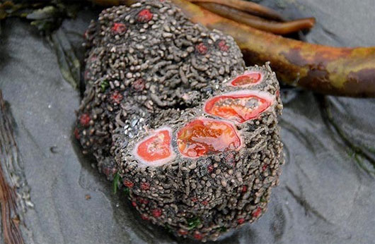 Picture 3 of Strange, cute sea creatures