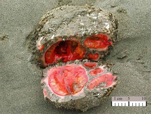 Picture 4 of Strange, cute sea creatures