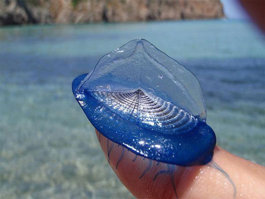 Picture 5 of Strange, cute sea creatures