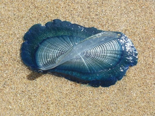 Picture 6 of Strange, cute sea creatures