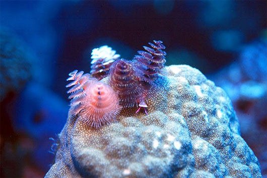 Picture 7 of Strange, cute sea creatures