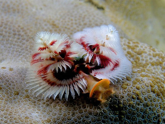 Picture 8 of Strange, cute sea creatures