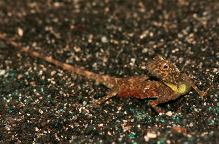 Picture 10 of Strange 'dragon' species make use of ribs to fly
