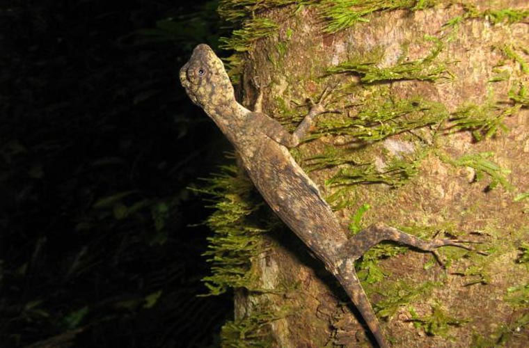 Picture 7 of Strange 'dragon' species make use of ribs to fly