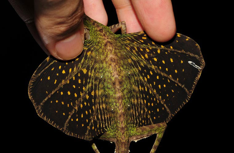 Picture 8 of Strange 'dragon' species make use of ribs to fly