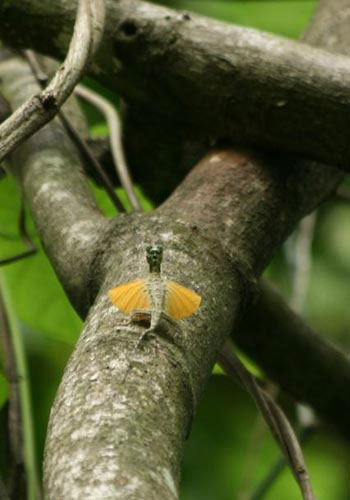 Picture 9 of Strange 'dragon' species make use of ribs to fly