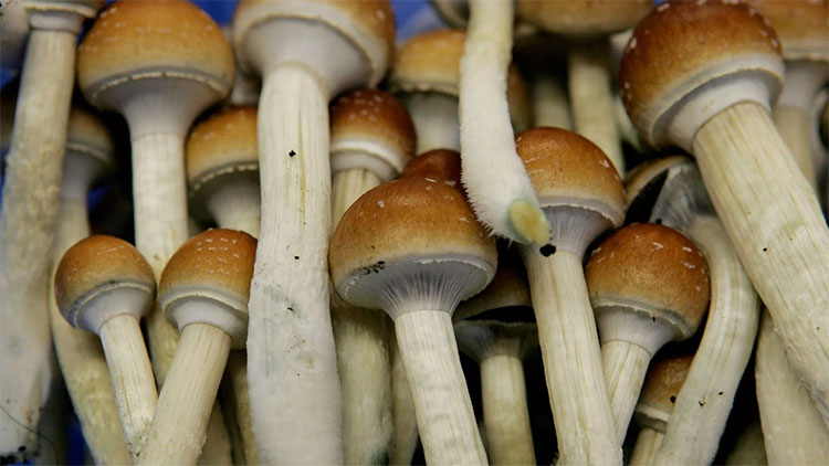 Picture 2 of Strange effects of magic mushrooms on the human brain
