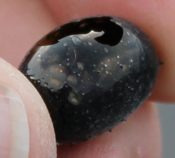 Picture 1 of Strange eggs spew out from the Hawaii crater