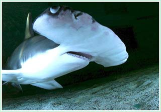 Picture 1 of Strange findings - sharks give birth to babies without a father