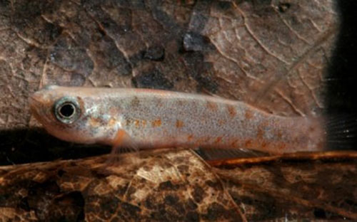 Picture 1 of Strange fish can live 2 months on the ground