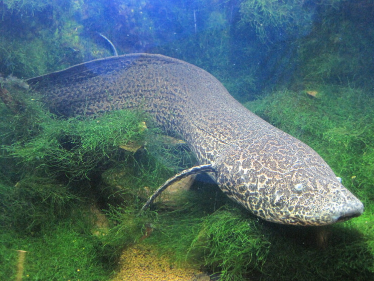 Picture 2 of Strange fish can live on land all year without dying