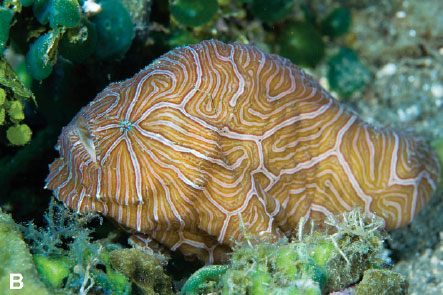 Picture 2 of Strange fish have eyes like us
