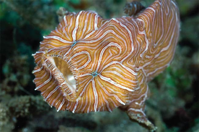 Picture 3 of Strange fish have eyes like us