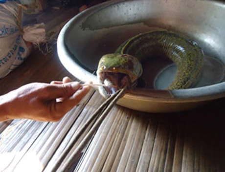 Picture 4 of Strange fish species in Vietnam