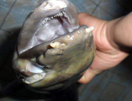 Picture 5 of Strange fish species in Vietnam