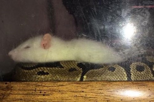 Picture 2 of Strange friendship between giant pythons and tiny mice