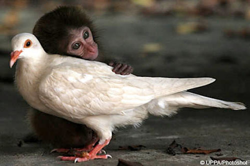 Strange friendship of animals images 1