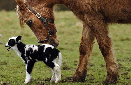 Picture 10 of Strange friendship of animals