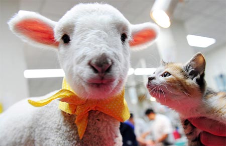 Picture 11 of Strange friendship of animals