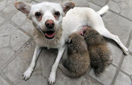 Picture 12 of Strange friendship of animals