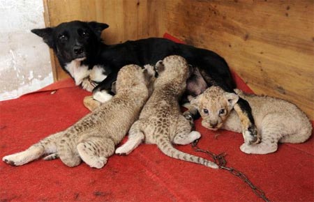 Picture 13 of Strange friendship of animals