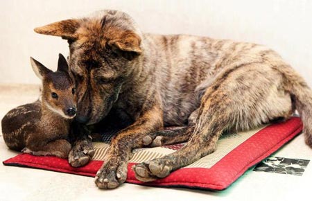 Picture 14 of Strange friendship of animals